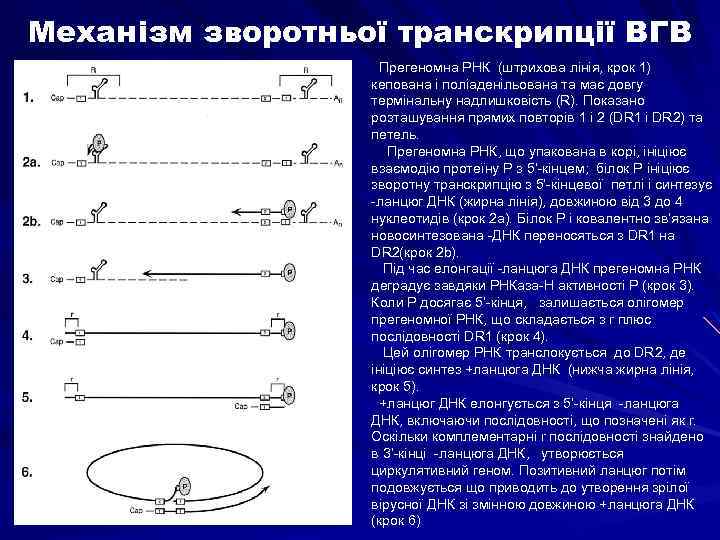 Механізм зворотньої транскрипції ВГВ Прегеномна РНК (штрихова лінія, крок 1) кепована і поліаденільована та