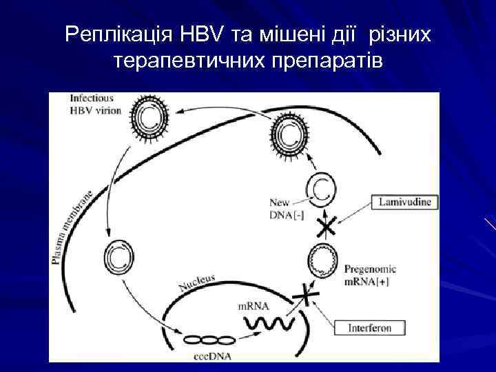 Реплікація HBV та мішені дії різних терапевтичних препаратів 