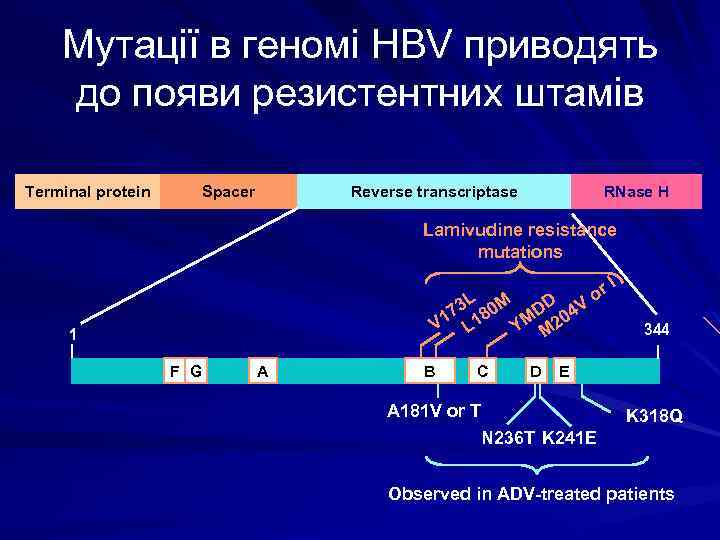Мутації в геномі HBV приводять до появи резистентних штамів Terminal protein Spacer Reverse transcriptase