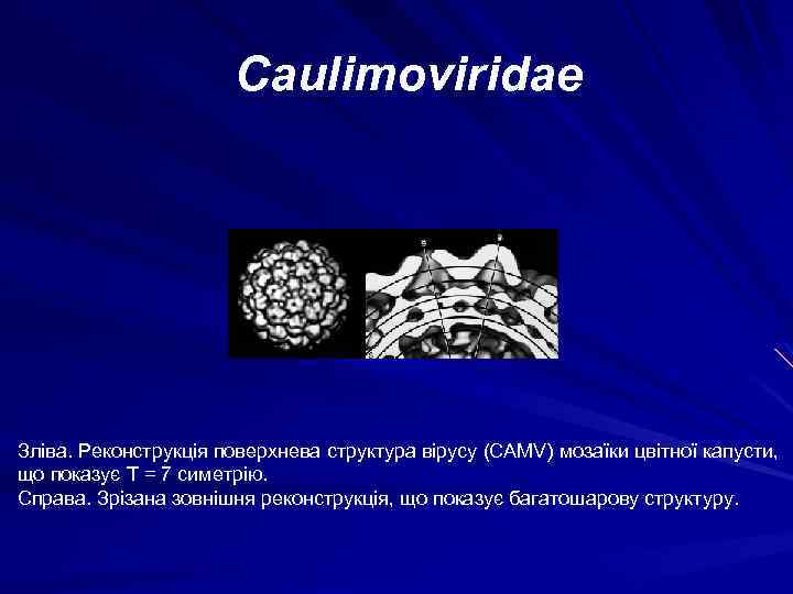 Caulimoviridae Зліва. Реконструкція поверхнева структура вірусу (CAMV) мозаїки цвітної капусти, що показує T =