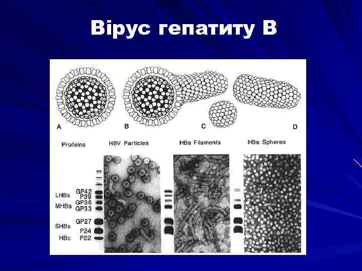 Вірус гепатиту В 