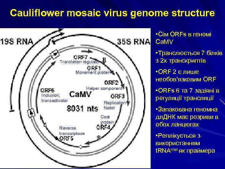 Cauliflower mosaic virus genome structure • Сім ORFs в геномі Ca. MV • Транслюється