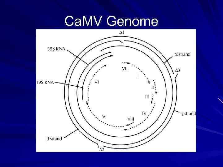 Ca. MV Genome 