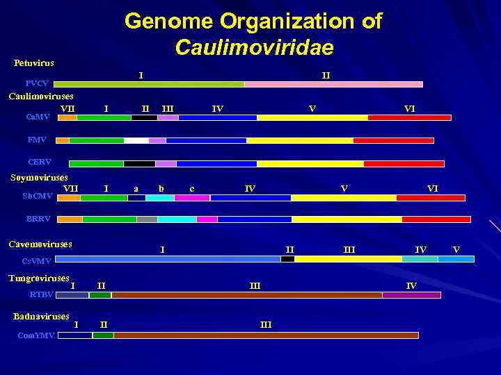 Genome Organization of Caulimoviridae Petuvirus I PVCV Caulimoviruses VII Ca. MV I II II