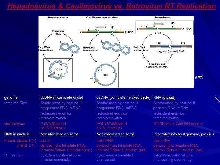 Hepadnavirus & Caulimovirus vs. Retrovirus RT Replication (final product boxed in grey) genome template