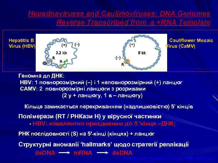 Hepadnaviruses and Caulimoviruses: DNA Genomes Reverse Transcribed from a +RNA Template Hepatitis B Virus