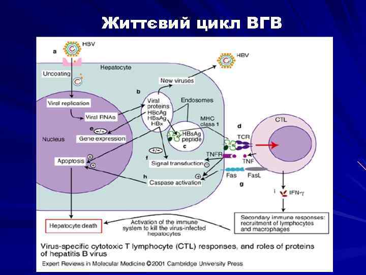 Життєвий цикл ВГВ 