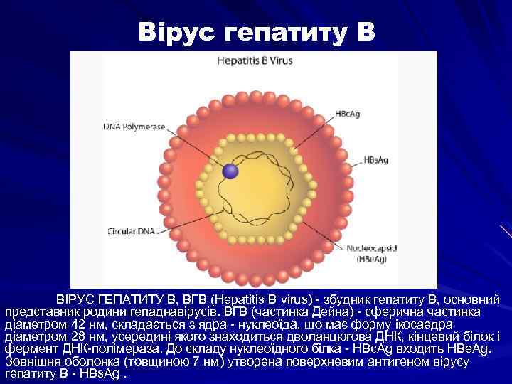 Вірус гепатиту В ВІРУС ГЕПАТИТУ В, ВГВ (Hepatitis В virus) - збудник гепатиту В,