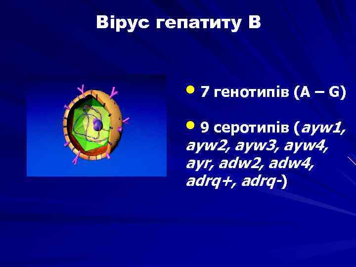 Вірус гепатиту В • 7 генотипів (A – G) • 9 серотипів (ayw 1,