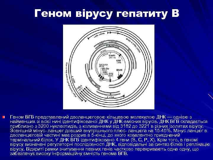 Геном вірусу гепатиту В Геном ВГВ представлений дволанцюговою кільцевою молекулою ДНК — однією з