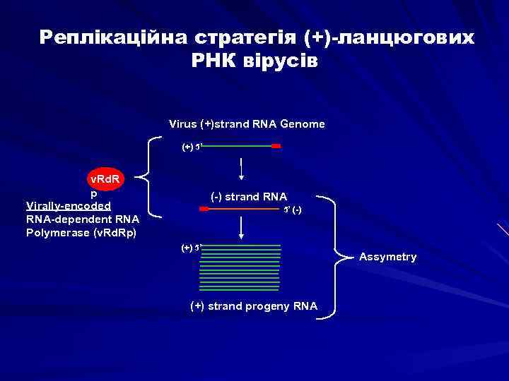 Реплікаційна стратегія (+)-ланцюгових РНК вірусів Virus (+)strand RNA Genome (+) 5’ v. Rd. R