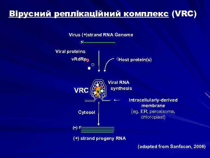 Вірусний реплікаційний комплекс (VRC) Virus (+)strand RNA Genome 5’ Viral proteins v. Rd. Rp