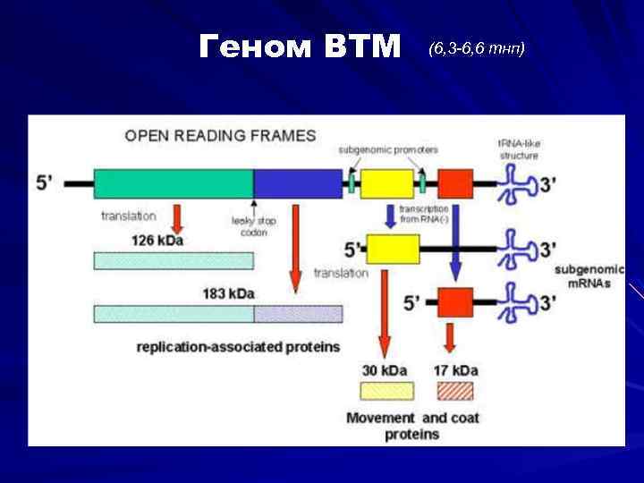 Геном ВТМ (6, 3 -6, 6 тнп) 