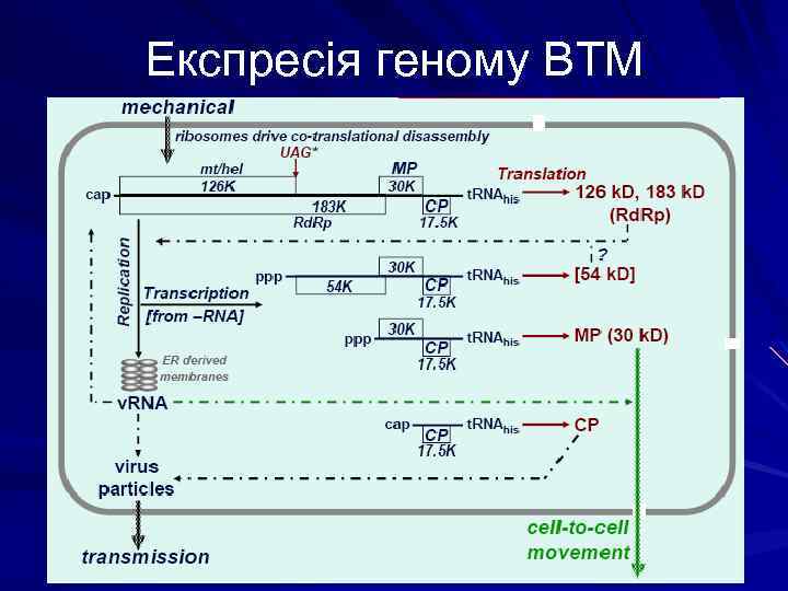 Експресія геному ВТМ 