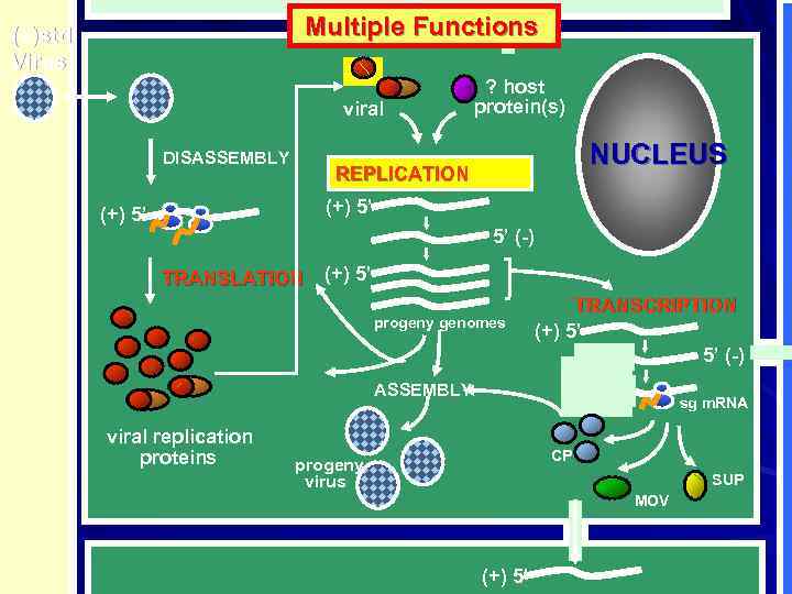 Multiple Functions (+)std Virus viral DISASSEMBLY ? host protein(s) NUCLEUS REPLICATION (+) 5’ 5’