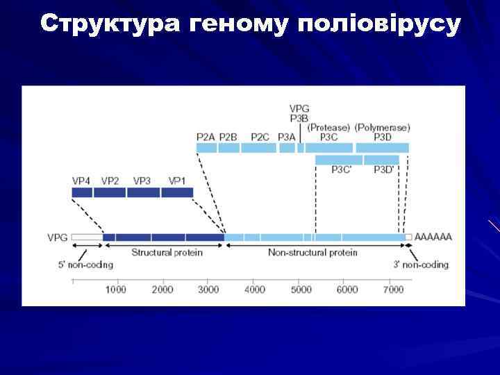 Структура геному поліовірусу 
