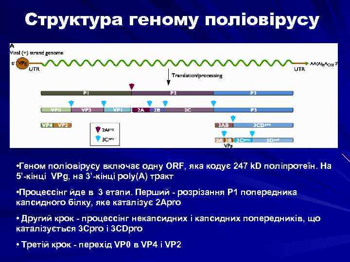Структура геному поліовірусу • Геном поліовірусу включає одну ORF, яка кодує 247 k. D