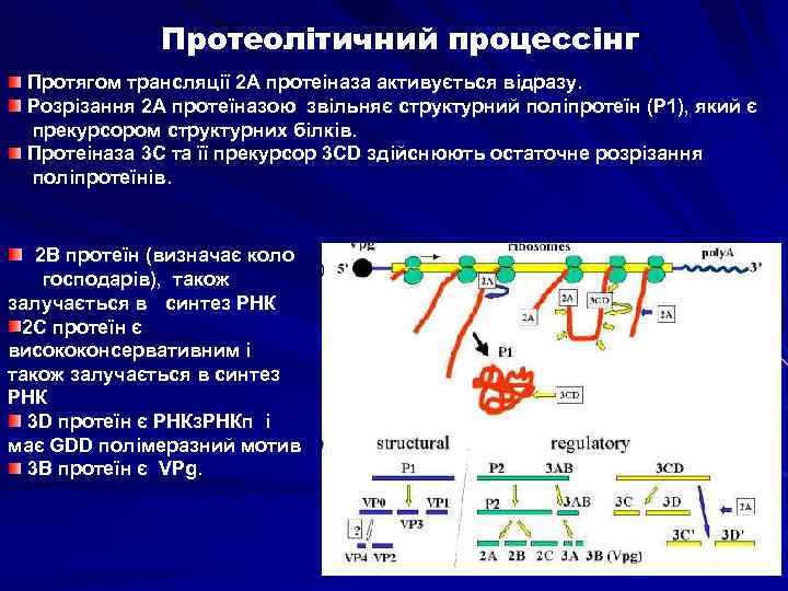 Протеолітичний процессінг Протягом трансляції 2 A протеіназа активується відразу. Розрізання 2 A протеїназою звільняє