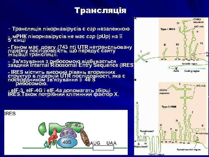Трансляція - Трансляція пікорнавірусів є cap незалежною - м. РНК пікорнавірусів не має cap