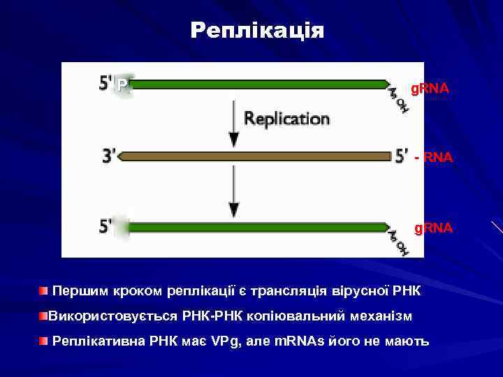 Реплікація P g. RNA - RNA g. RNA Першим кроком реплікації є трансляція вірусної
