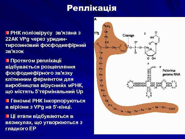 Реплікація РНК поліовірусу зв'язана з 22 АК VPg через уридинтирозиновий фосфодиефірний зв'язок Протягом реплікації