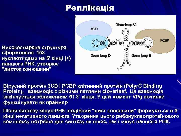 Реплікація Високоспарена структура, сформована 108 нуклеотидами на 5’ кінці (+) ланцюга РНК, утворює 