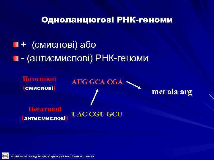 Одноланцюгові РНК-геноми + (смислові) або - (антисмислові) РНК-геноми Позитивні (смислові) Негативні (антисмислові) AUG GCA