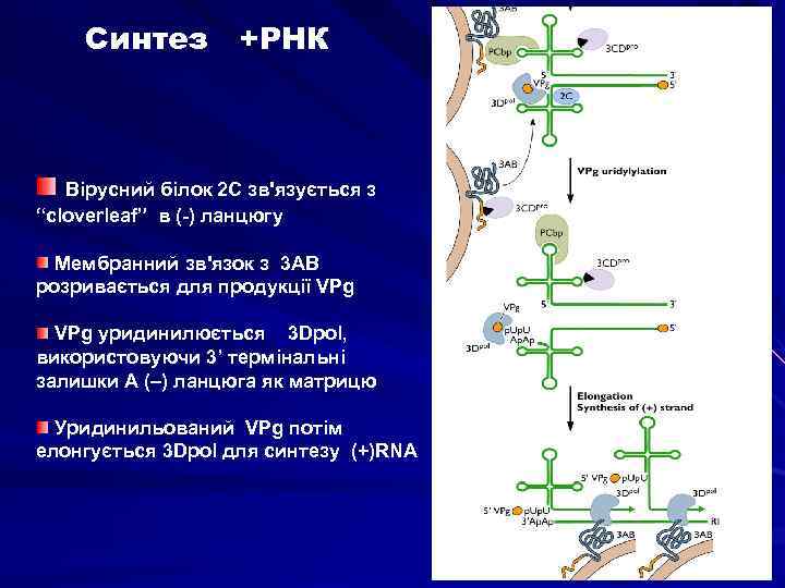 Ггц рнк. Синтез РНК последовательность. Процесс синтеза РНК. И РНК синтезируется в.