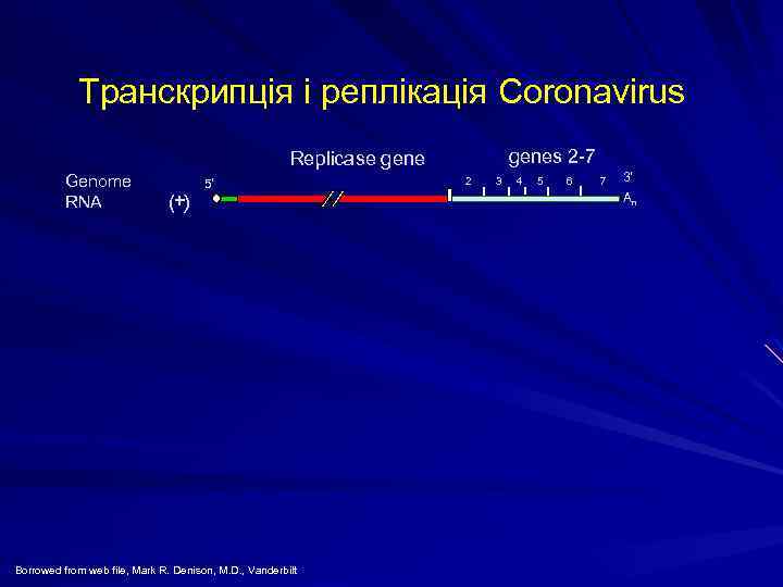 Транскрипція і реплікація Coronavirus genes 2 -7 Replicase gene Genome RNA (+) 5' Borrowed