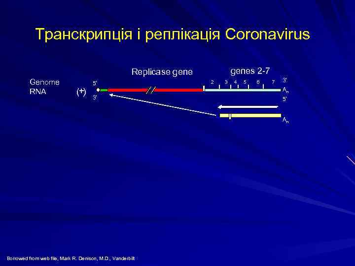 Транскрипція і реплікація Coronavirus genes 2 -7 Replicase gene Genome RNA (+) 5' 3'