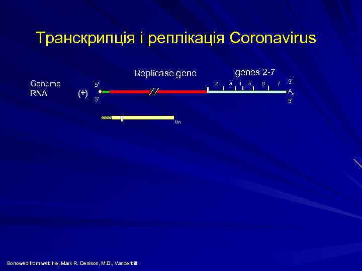 Транскрипція і реплікація Coronavirus genes 2 -7 Replicase gene Genome RNA (+) 2 5'