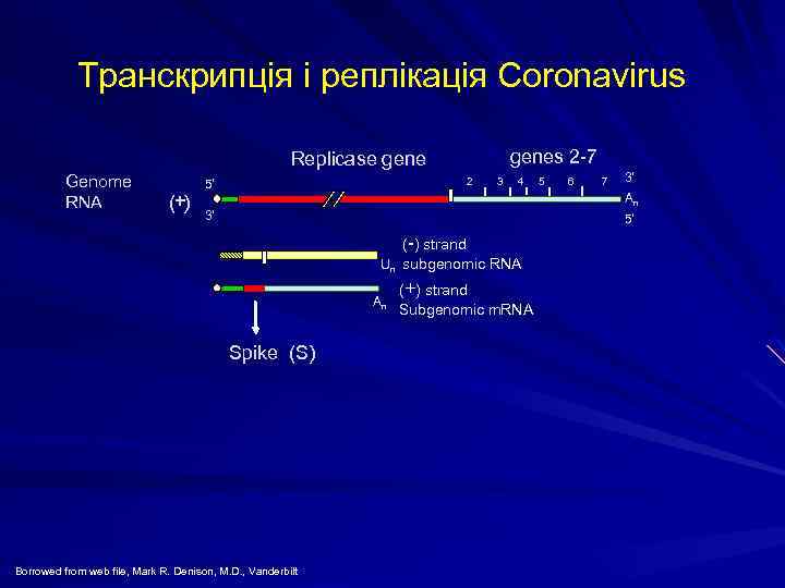 Транскрипція і реплікація Coronavirus genes 2 -7 Replicase gene Genome RNA (+) 2 5'