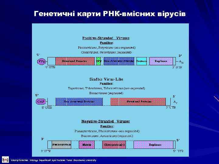 Генетичні карти РНК-вмісних вірусів Valeriy Polischuk Virology Department Kyiv National Taras Shevchenko University 