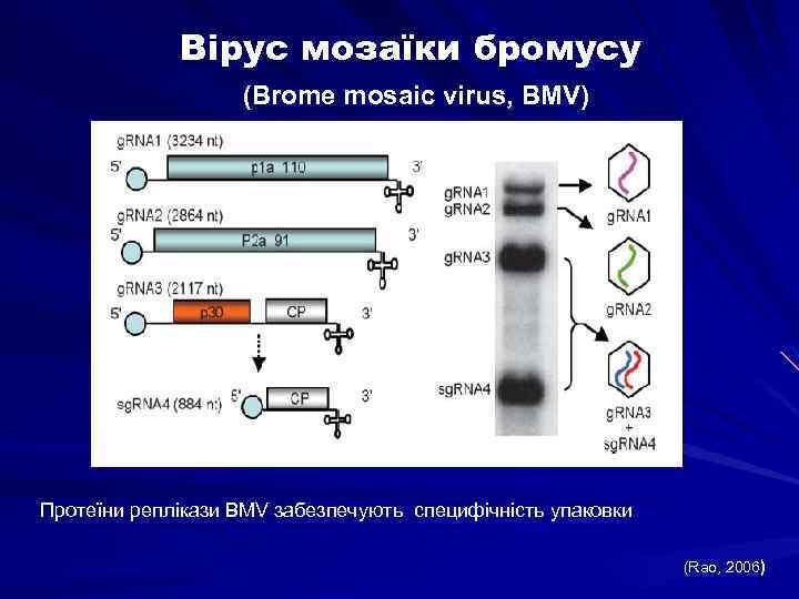Вірус мозаїки бромусу (Brome mosaic virus, BMV) Протеїни реплікази BMV забезпечують специфічність упаковки (Rao,