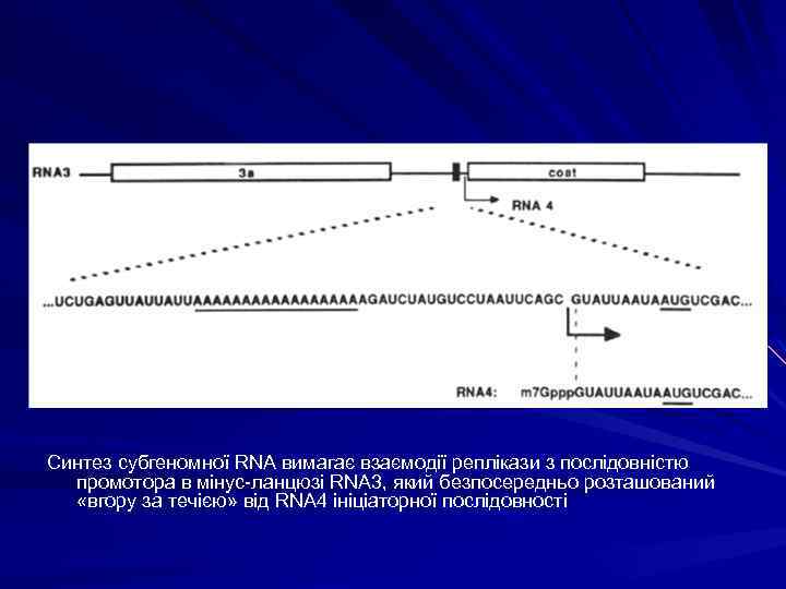 Синтез субгеномної RNA вимагає взаємодії реплікази з послідовністю промотора в мінус-ланцюзі RNA 3, який