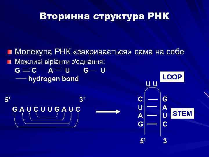 Вторинна структура РНК Молекула РНК «закривається» сама на себе Можливі віріанти з'єднання: G 5’
