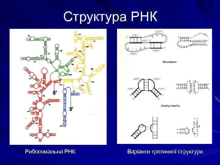 Структура РНК Рибосомальна РНК Варіанти третинної структури 