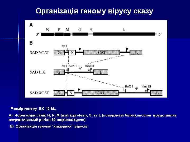 Організація геному вірусу сказу Розмір геному ВС 12 -kb. А). Чорні жирні лінії: N,