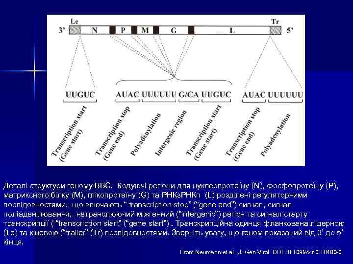 Деталі структури геному ВВС. Кодуючі регіони для нуклеопротеїну (N), фосфопротеїну (P), матриксного білку (M),
