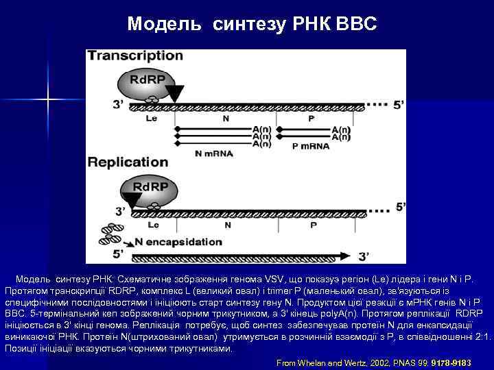  Модель синтезу РНК ВВС Модель синтезу РНК: Схематичне зображення генома VSV, що показуэ