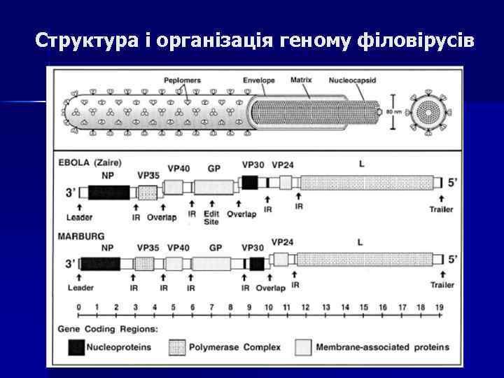 Структура і організація геному філовірусів 