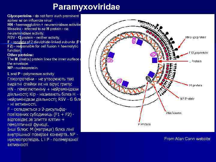 Paramyxoviridae Glycoproteins - do not form such prominent spikes as on influenza virus: HN