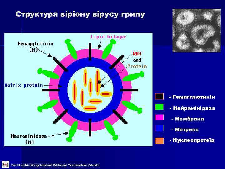 Структура віріону вірусу грипу - Гемагглютинін - Нейрамінідаза - Мембрана - Матрикс - Нуклеопротеїд