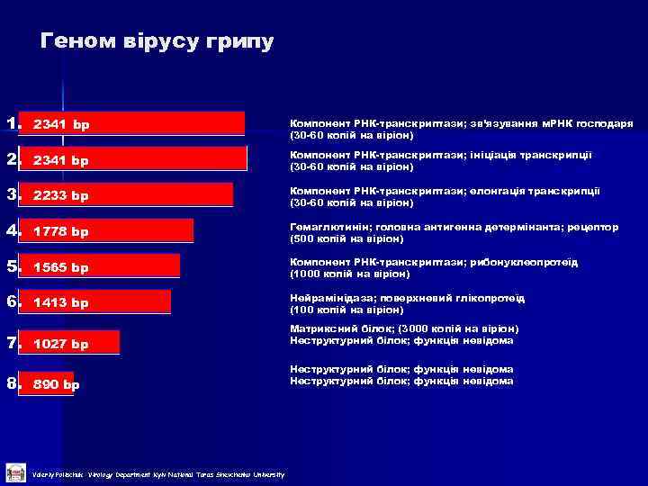 Геном вірусу грипу 1. 2341 bp Компонент РНК-транскриптази; зв’язування м. РНК господаря (30 -60