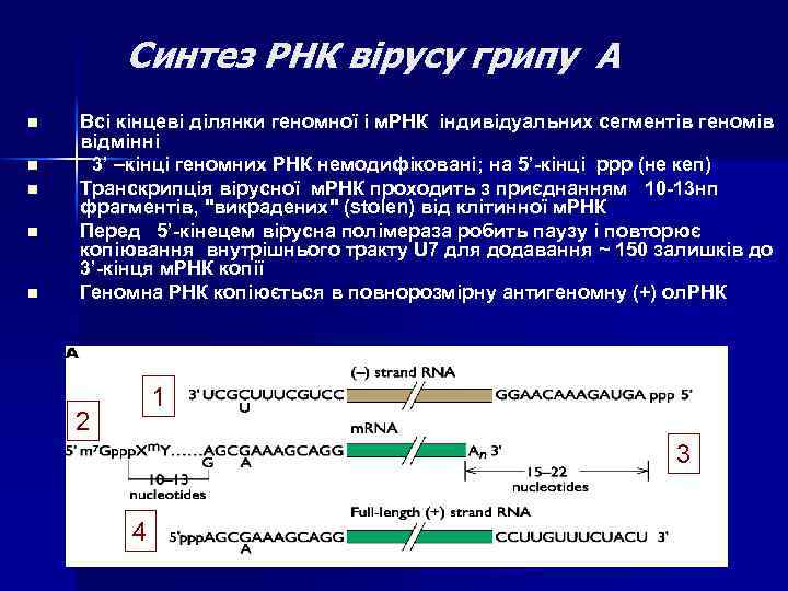 Синтез РНК вірусу грипу A n n n Всі кінцеві ділянки геномної і м.