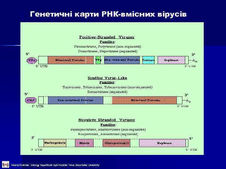 Генетичні карти РНК-вмісних вірусів Valeriy Polischuk Virology Department Kyiv National Taras Shevchenko University 