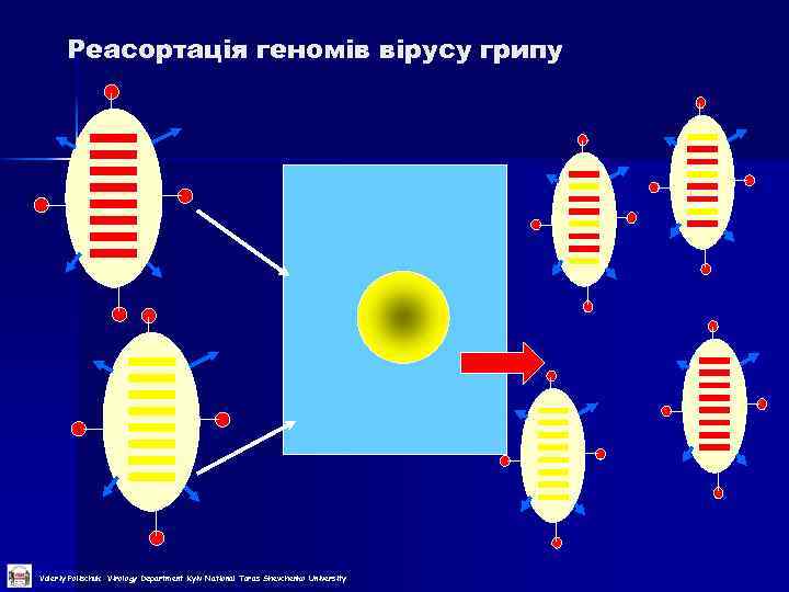 Реасортація геномів вірусу грипу Valeriy Polischuk Virology Department Kyiv National Taras Shevchenko University 