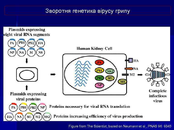 Зворотня генетика вірусу грипу Figure from The Scientist, based on Neumann et al. ,