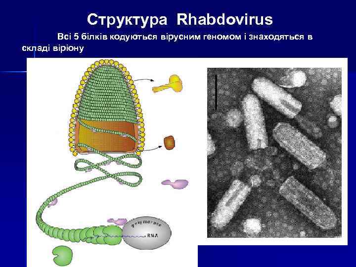 Структура Rhabdovirus Всі 5 білків кодуються вірусним геномом і знаходяться в складі віріону G