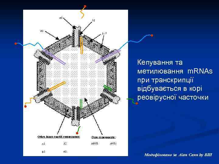 Кепування та метилювання m. RNAs при транскрипції відбувається в корі реовірусної часточки Модифіковано за